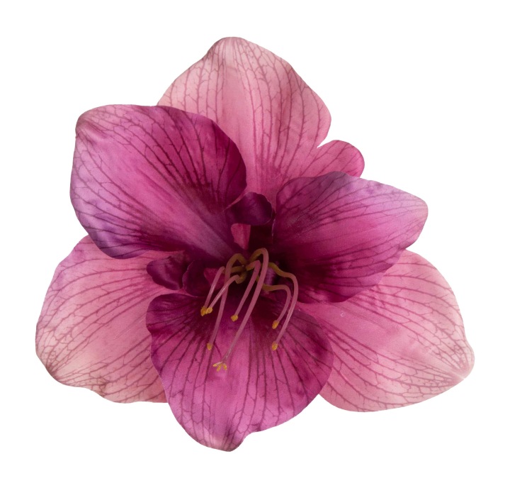 Amarylis Eggpant Fioletowy Róż Główka Wyrobowa