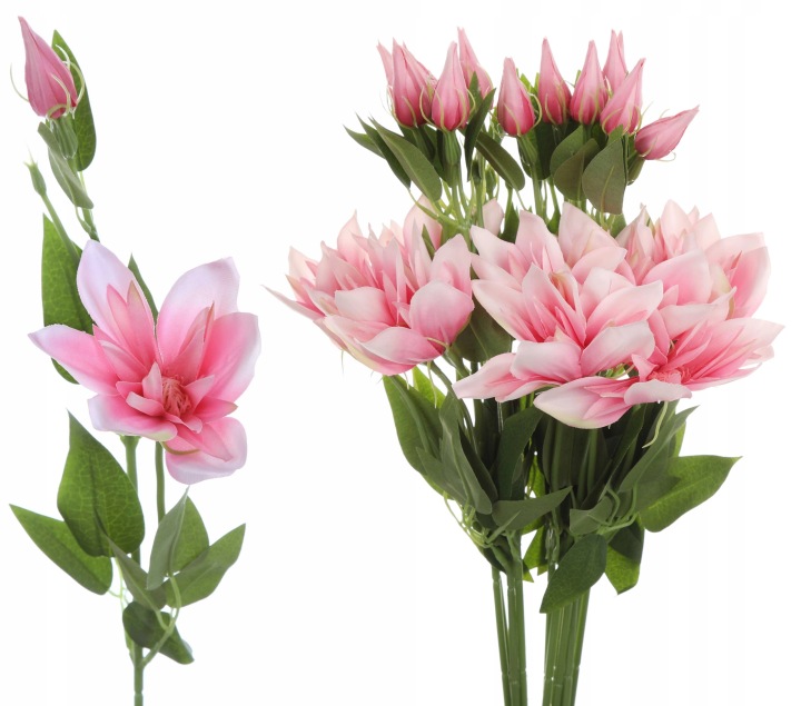 Klematis Różowy Bukiet Gałązka X12 Sweet Pink