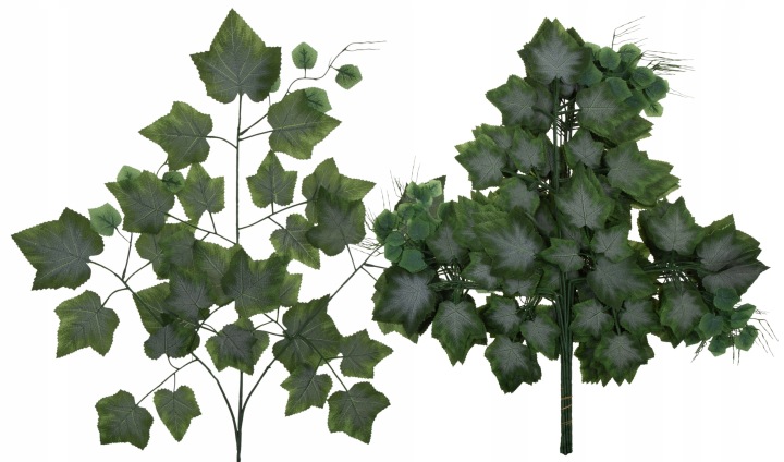 12X Liście Liść Winogrona Winorośl Omszony 68 Cm