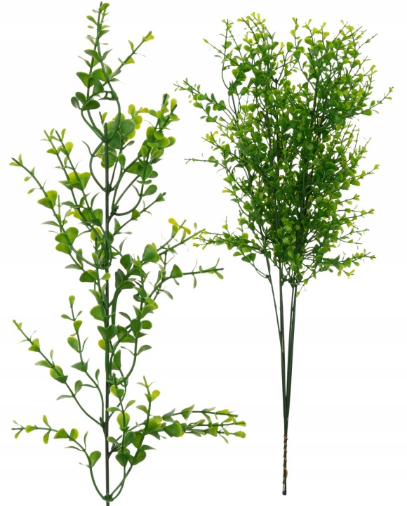 6X Bukszpan Gryczpan Borówka 58 Cm