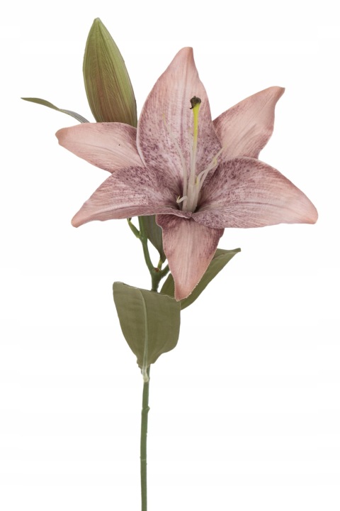 Lilia Gałązka Fioletowo - Beżowa 51 Cm