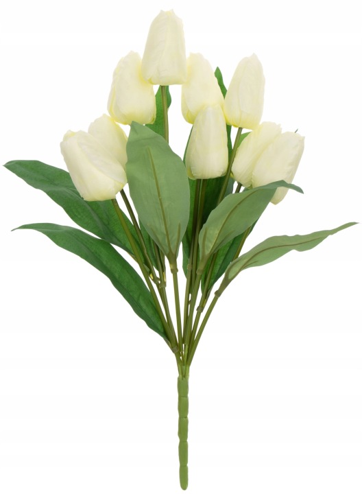 Tulipan Krem Bukiet 9 Tulipanów Materiał Wiosna