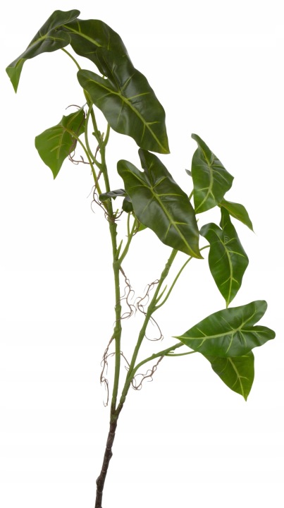 Alokazja Frydek Gałązka Liści 104 Cm