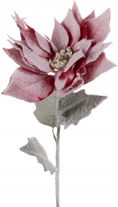 Poincesja Czerwona Gwiazda Betlejemska Ośnieżona 78 Cm