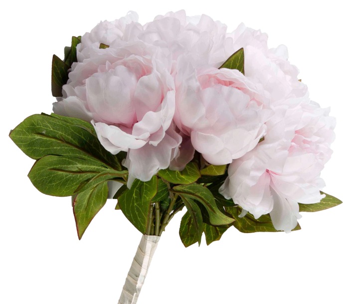 Piwonia Peonia Bukiet Premium 12 Kwiatów