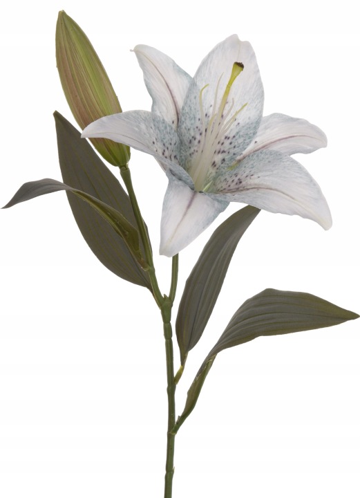 Lilia Gałązka Szaro - Morska 51 Cm