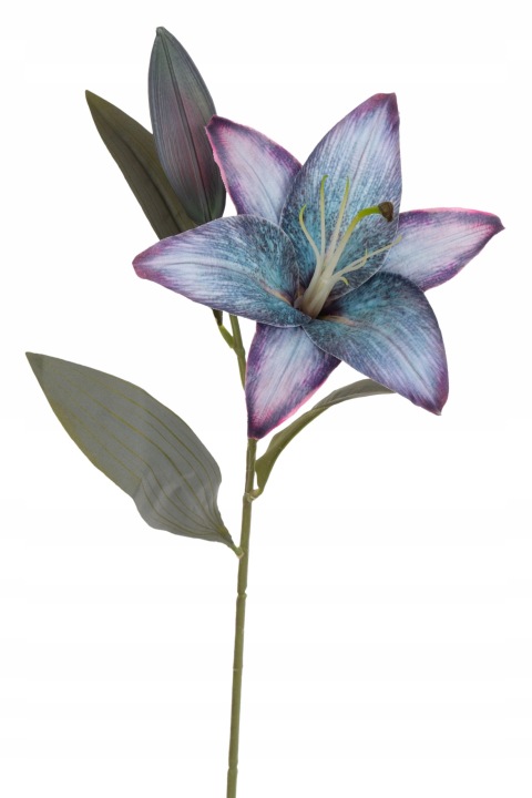 Lilia Gałązka Fioletowo - Niebieska 51 Cm