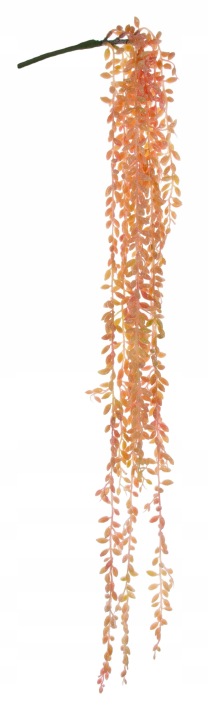 Sukulent Zwis Starzec Rowleya 87 Cm Brokat