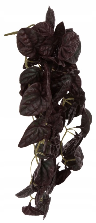 Peperomia Bordowa Gumowa Zwis Mini