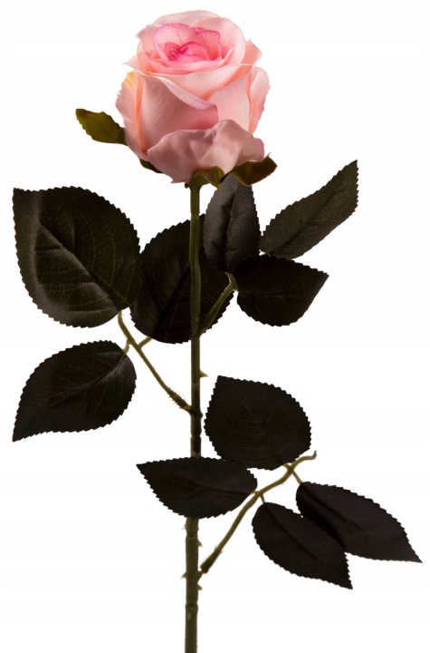 Róża Gałązka 69 Cm J. Róż