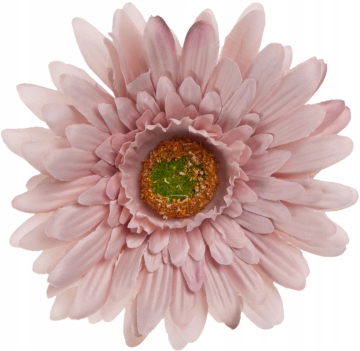 24 Szt. Gerbera Hazelnut Orzech Laskowy Główka Wyrobowa