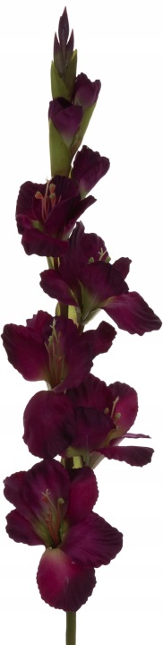 Mieczyk Fioletowy Zielony Gladiola 85 Cm Purple Green