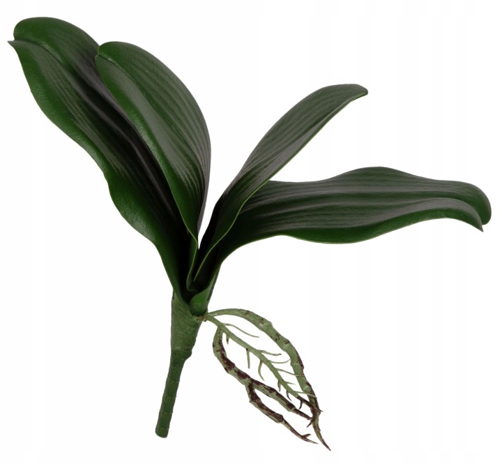 Liść Storczyka Storczyk Orchidea Liście Sztuczne