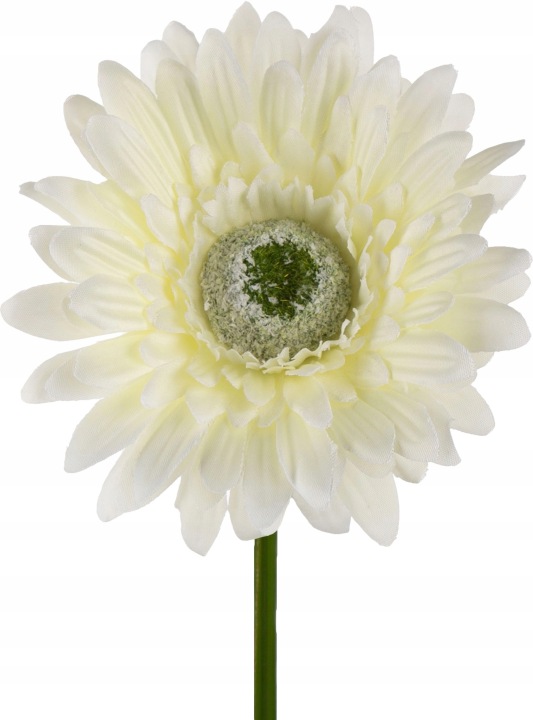 Gerbera Cream Gałązka 46 Cm Łodygowa