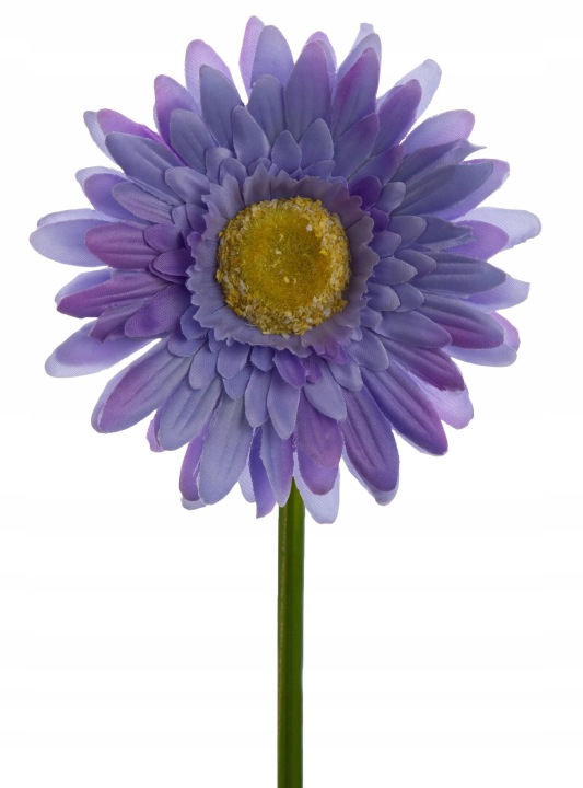 Gerbera Blue Violet Gałązka 46 Cm Łodygowa