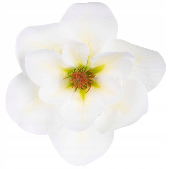 6X Magnolia White Green Biała Zielona Główka Wyrobowa