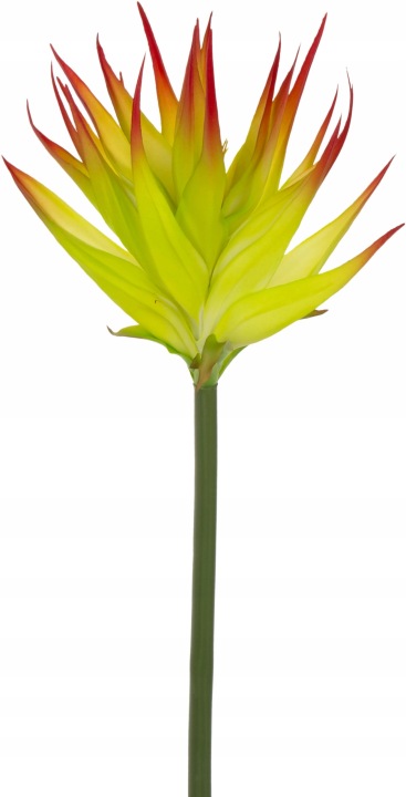 Guzmania Juicy Green Zielona Czerwona Gumowa 88 Cm