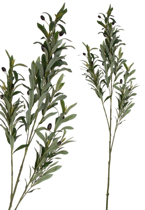 Oliwka Gałązka Oliwna 110 Cm