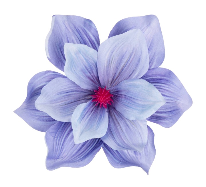 12X Magnolia Niebieska Blue Główka Wyrobowa