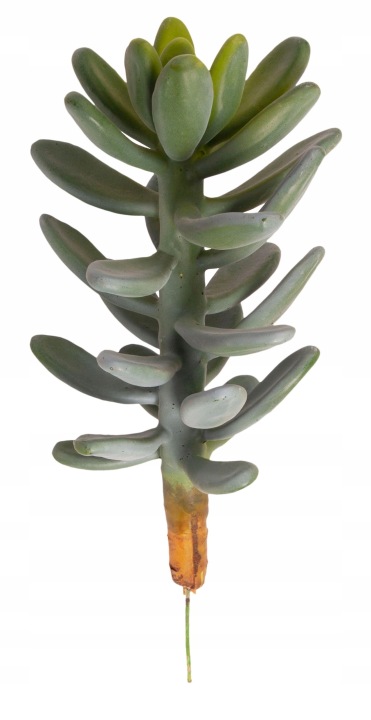 Drzewko Szczęścia 30 Cm Sukulent Gumowy
