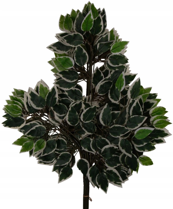 12 X LIŚĆ LIŚCIE BENIAMIN FIKUS 62 CM