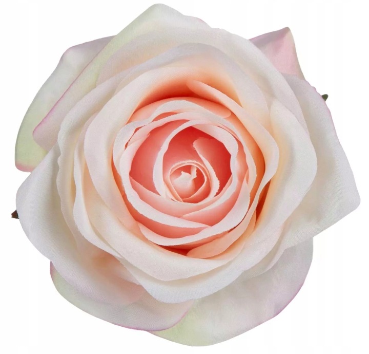 Róża Wyrobowa Delicate Apricot 12 Szt Główka Kwiatowa