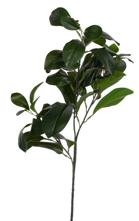 Laurowiśnia Zielona Gałązka 72 Cm