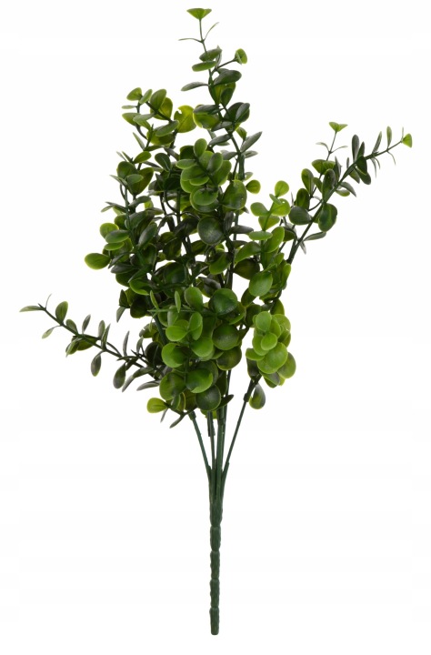 Bukszpan Gryczpan Borówka 36 Cm