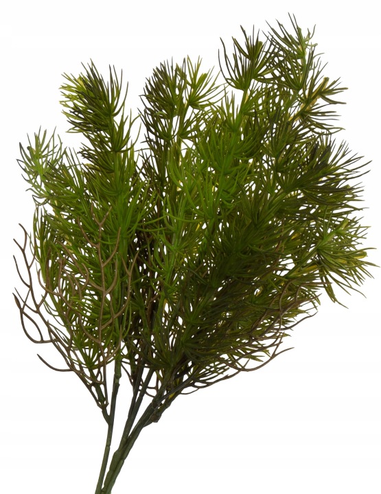 Modrzew Iglak Bukiet 44 Cm Dodatek Do Stroika
