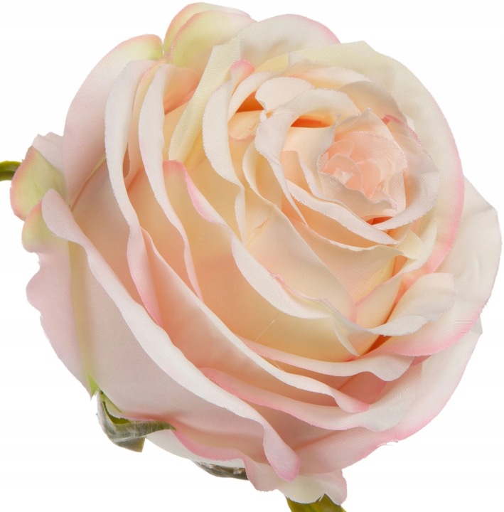 Róża Wyrobowa Apricot Cream 12 Szt Główka Kwiatowa Premium