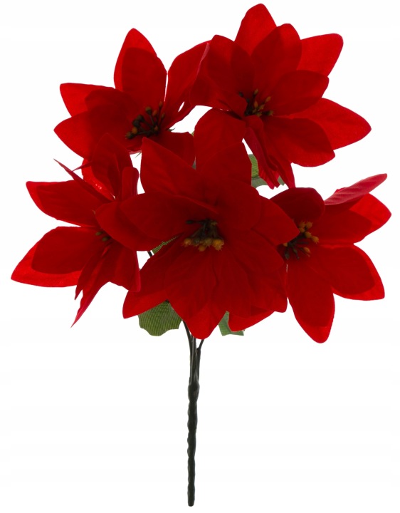 Gwiazda Betlejemska Poinsecja Bukiet 30 Cm