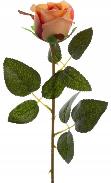 Róża Gałązka 62 Cm Herbaciana