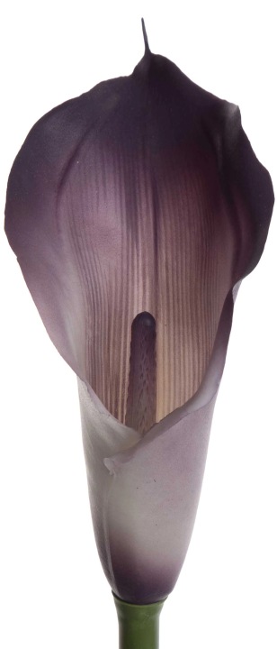 Kalia Gumowa Dirty Violet Fioletowa Gałązka 71 Cm