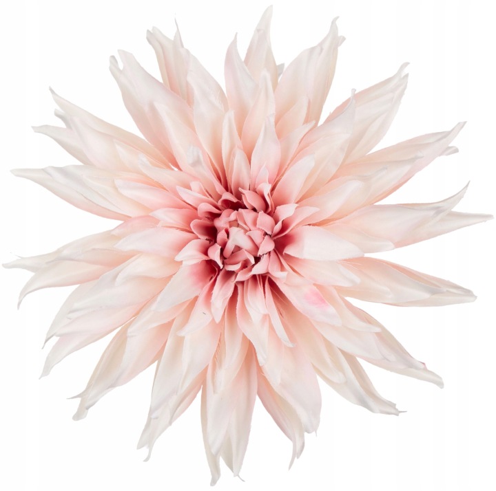 Dalia Powder Pink Jasny Róż Główka Wyrobowa 1 Szt.