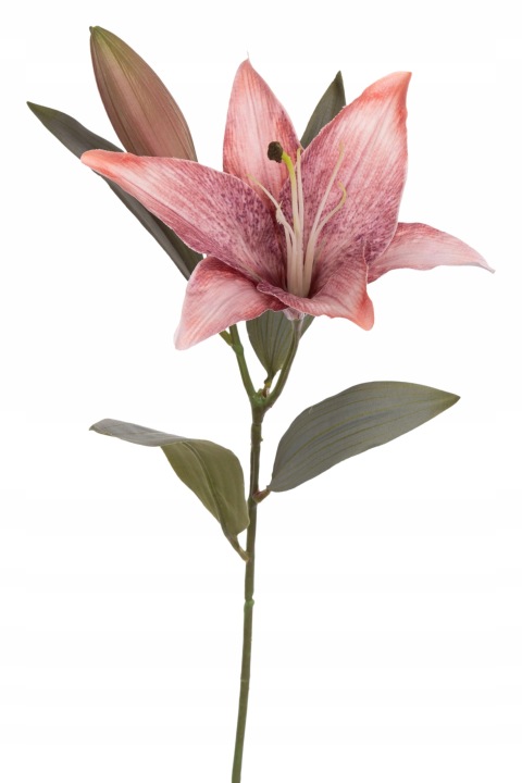 Lilia Gałązka Fioletowo - Koralowa 51 Cm