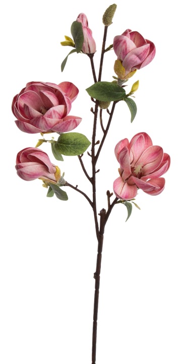 Magnolia Jasny Róż Pianka Gałązka 89 Cm