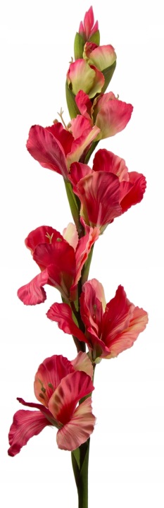 Mieczyk Gladiola Róż 85 Cm Jak Żywy