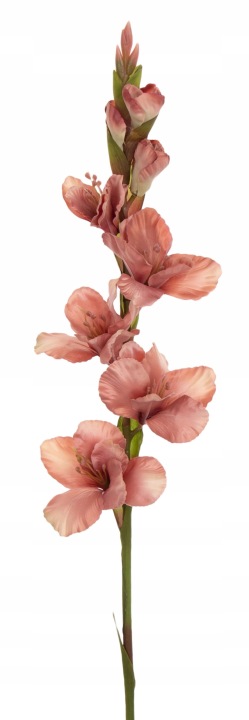 Mieczyk Gladiola Frappe 85 Cm Jak Żywy
