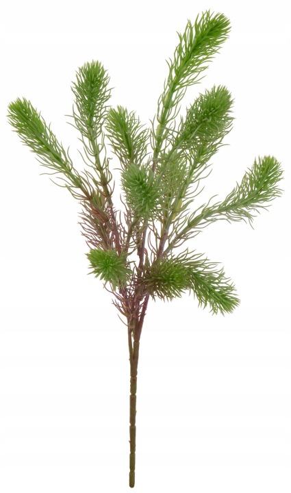 Jodła Iglak Gałązka 50 Cm Dodatek Do Kompozycji