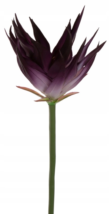 Guzmania Lavender Lawendowa Gumowa 88 Cm