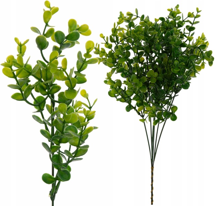 6X Bukszpan Gryczpan Borówka 34 Cm