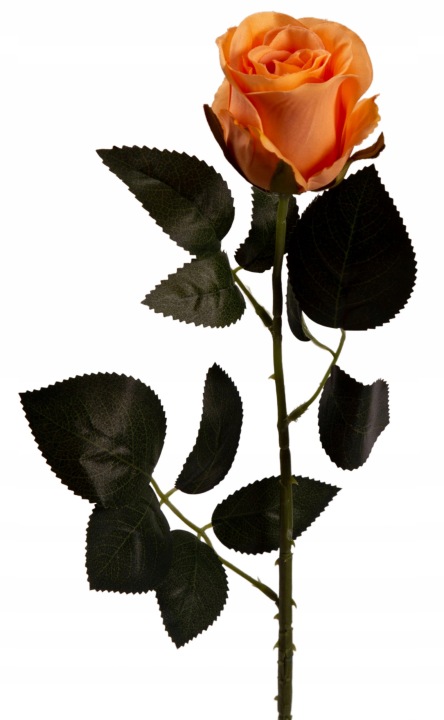 Róża Gałązka 69 Cm Tea Herbaciana