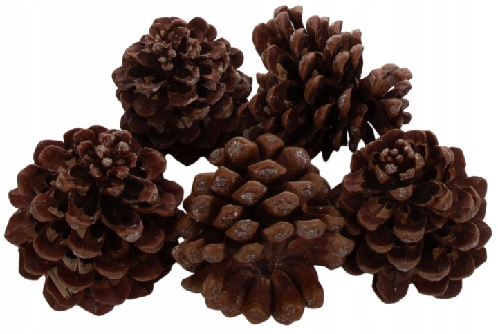 5X Szyszka Pinus Pinea Susz