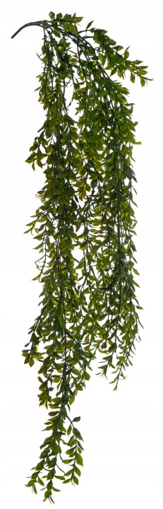 Ruszczyk Pnacze Zwis 82 Cm