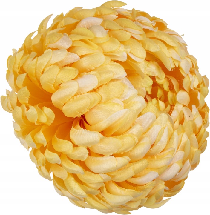 6X Chryzantema Główka Wyrobowa Sunny Yellow Żółta Premium