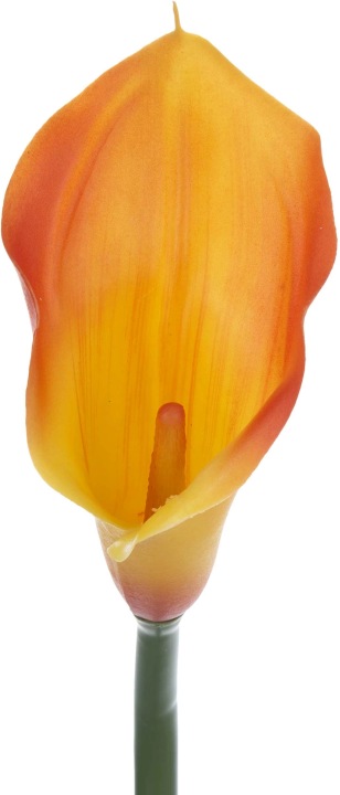 Kalia Gumowa Sunny Yellow Żółto - Pomarańczowa 71 Cm