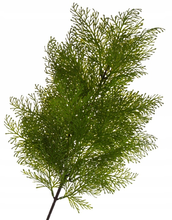 Tuja Iglak Gałazka Do Kompozycji 67 Cm