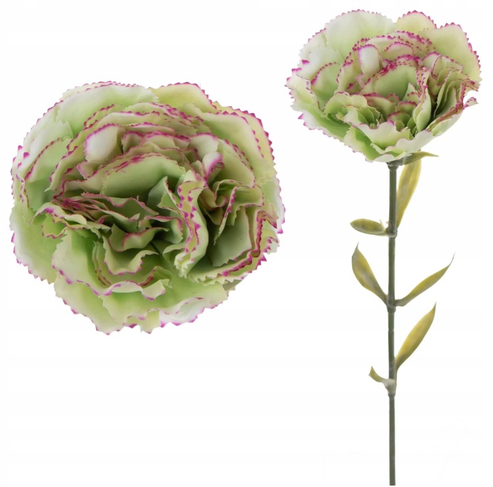 12X Goździk Gałązka Green Edge Fuchsia Pistacja Fuksja 67 Cm