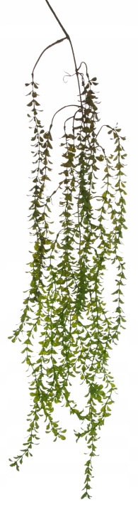 Bukszpan Pnącze Zwis 118 Cm