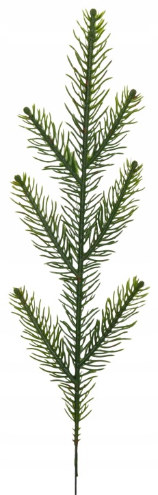 Świerk Iglak Gałązka 34 Cm Dodatek Do Stroika